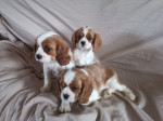K dispozícii sú dve šteniatka plemena Cavalier King Charles