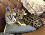 K dispozícii sú mačiatka plemena Savannah (generácia F2).