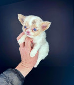 Šteniatka čivavy sú už pripravené na adopciu a odchod do nových domovov.