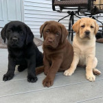 Na predaj šteniatka labradorského retrievera