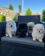 Šteniatka pomeraniana