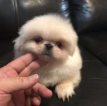 Krásny psík a sučka plemena pekinéz hľadajú svoj trvalý domov.