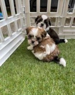 Šteniatka plemena ši-cu na adopciu