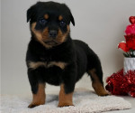 Šteniatka rotvajlera (psy a sučky) na adopciu
