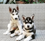 Čistokrvné šteniatka sibírskeho huskyho na adopciu
