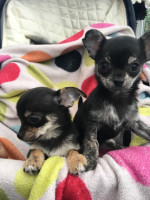 Rozkošné šteniatka čivavy na adopciu