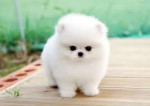 Čistokrevná štěňata pomeraniana (velikost „ – miniaturní)