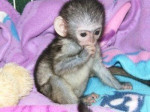 Vycvičené kapucínske opice na adopciu