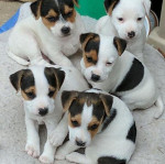Šteniatka jack russell teriéra