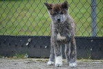 Šteniatka akita inu