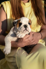 Šteniatka anglického buldoga