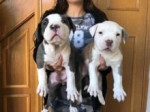 Šteniatka amerického pitbulla na predaj!