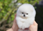 Vianočné šteniatko pomeranian