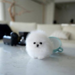 12-týždňové šteniatko pomeraniana – pripravené na Vianoce
