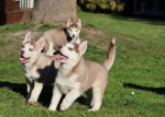 Sibirsky husky