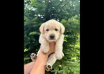 Labradorský čokoládový Retriever