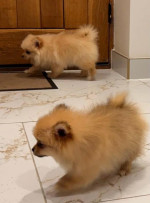 Šteniatka pomeraniana