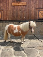  Americké miniatúrne kobylky 